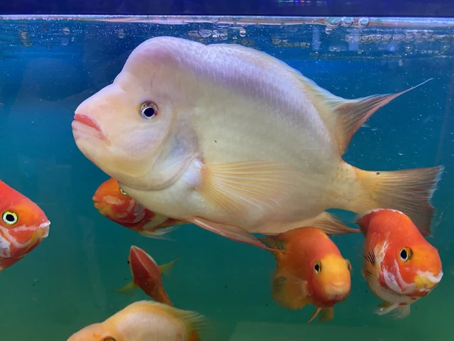 XL  red lip Midas Cichlid 8-9inch,Live Freshwater Tropical Aquarium Fish
