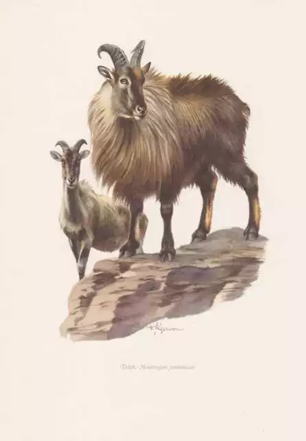 Himalaya-Tahr Hemitragus jemlahicus Farbdruck von 1959 Zoologie