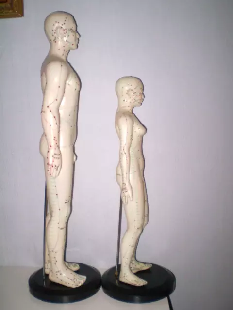 2 Mannequins Acupuncture Femme 48Cm Et Homme 62Cm / Etudes Paramédicales Kiné 2