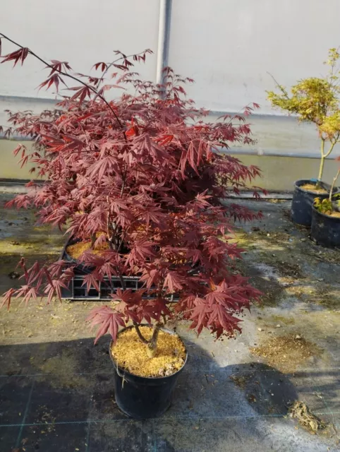 Ahorn Japanisch Rot Von 2 Jahre Pflanze Ornamental für Garten