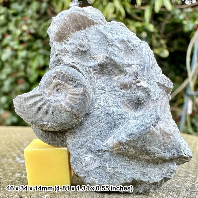 Small Fossil ammonite block, Thorncombe Beacon, Jurassic Coast, Dorset