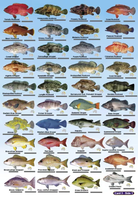 Divers Fish Cards (Slates) - AUSTRALIA AND GREAT BARRIER REEF