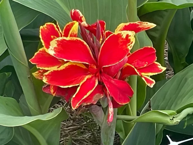 Canna  Niagara, Amazing colour , Tropical flowering perennial