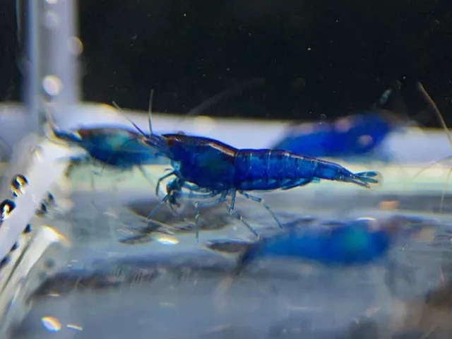 16 Blue Dream Shrimp Freshwater mostly young adults very nice grade + few Babies