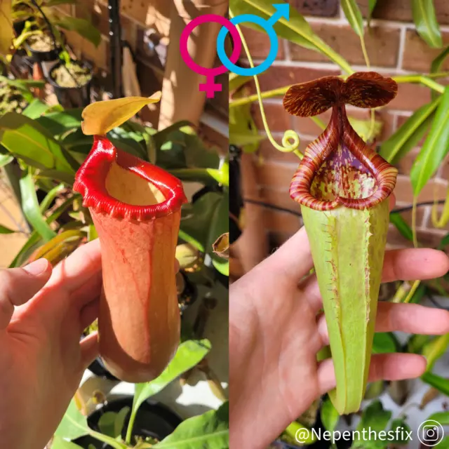 Nepenthes Seed - (Ventricosa x Sibuyanensis) x Rokko 'Exotica' 2x Pod