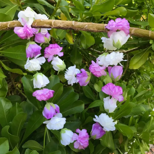 Hawaiian Silk Lei -Purple Rose & White Carnation - Designed In Hawaii