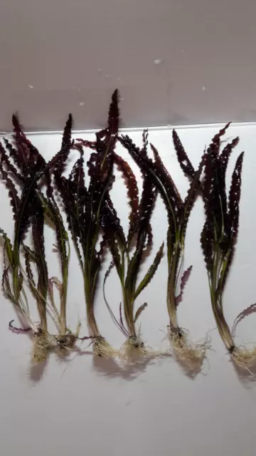 Aponogeton Crispus rojo. 5 plantas.
