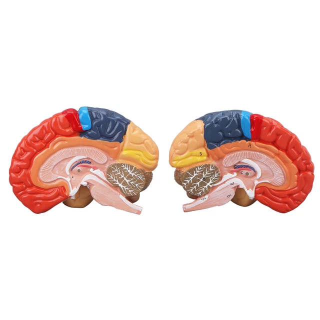 ANATOMICAL HUMAN BRAIN Model Cerebral Artery Color Partitioned Left ...