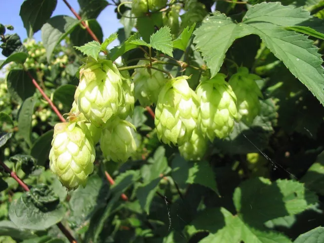 Lúpulo - Lúpulo salvaje - Humulus lupulus - más de 50 semillas - PLANTA MEDICINAL y CERVEZA - E 083