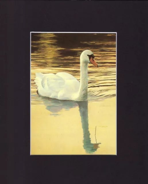 8X10" Matted Print Art Painting Picture, Robert Bateman: Mute Swan, 1980