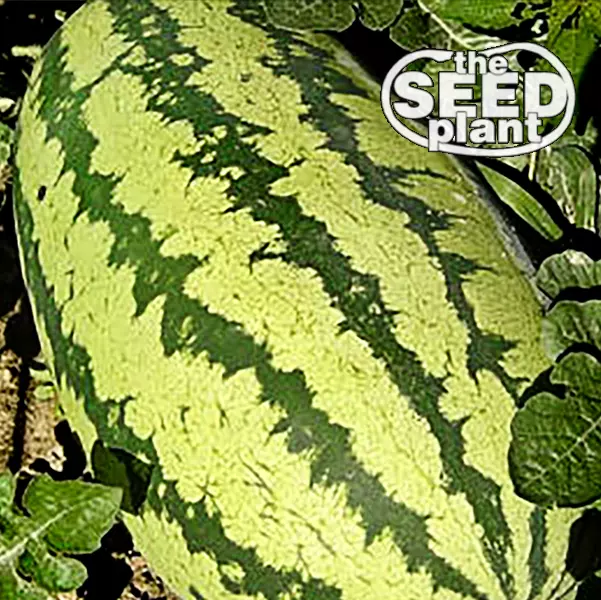 All Sweet Watermelon Seeds 50 SEEDS NON-GMO