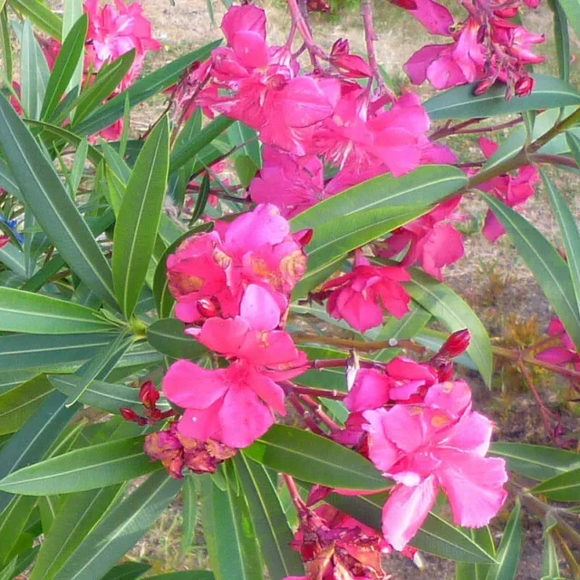 Nerium oleander 'Claudia' - Laurier rose à fleurs fuchsia