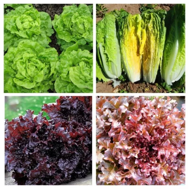 Lettuce Seeds - Huge Selection Of Varieties