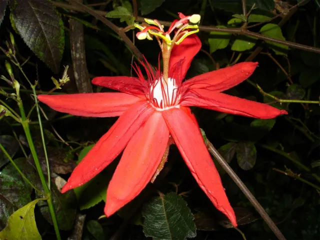 Passiflora coccinea | Red Passion Flower | 5_Seeds