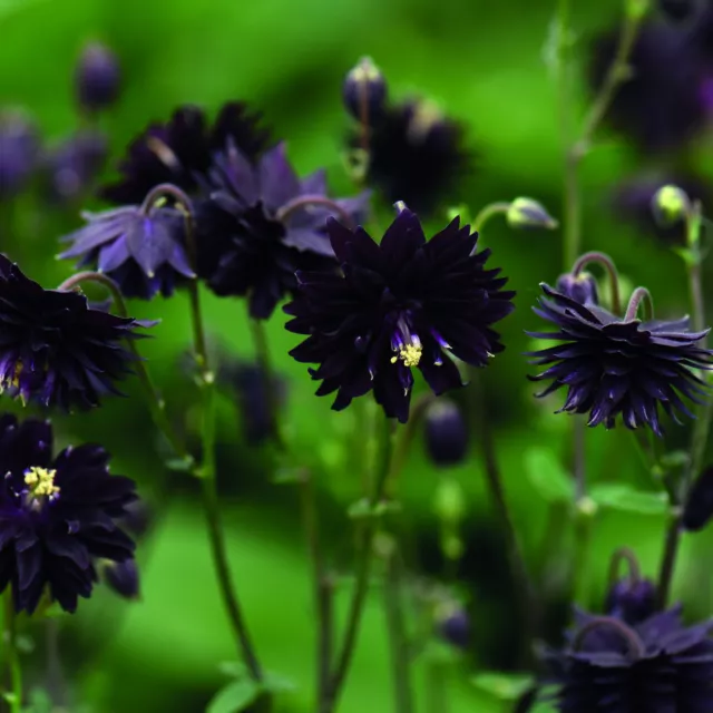 Aquilegia Black Barlow 1 Litre Hardy Perennial Potted Garden Plants T&M