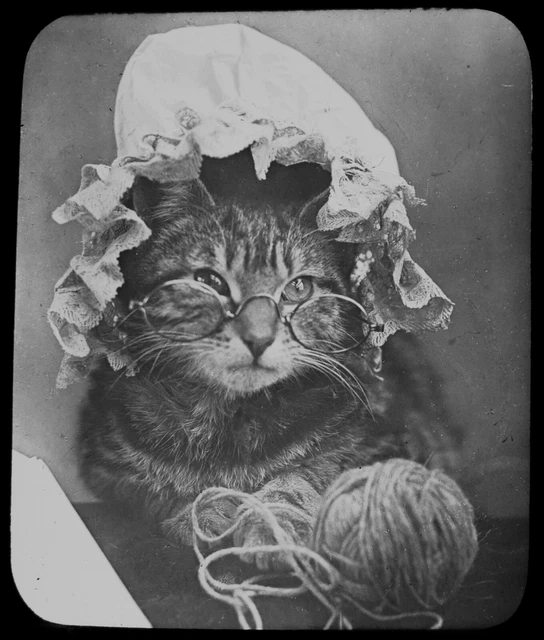 Magic Lantern Dias WENN OMAS WEG DIE KATZE SPIELEN WIRD C1890 VIKTORIANISCHES FOTO