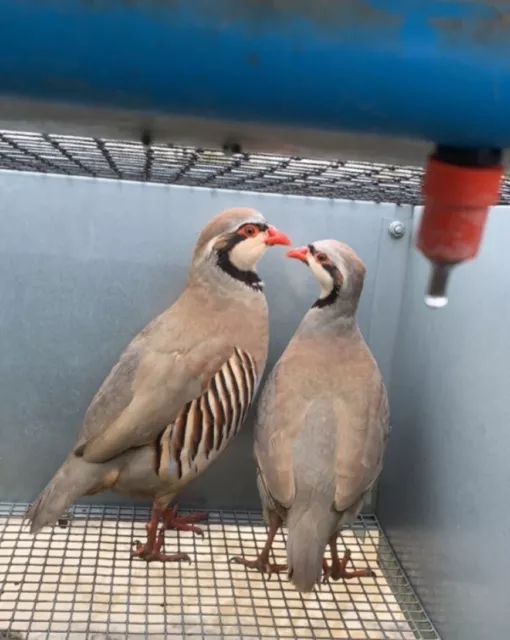 12 Chukar Partridge Hatching Eggs