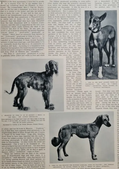 Greyhound Dog Ancestry 1938 Illustrated London News ~14.5x10"