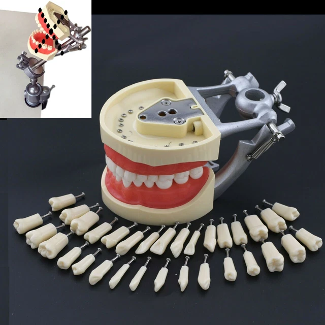 Dental Typodont Mount Pole Removable 32Pcs Teeth Jaw Model Kilgore NISSIN 200