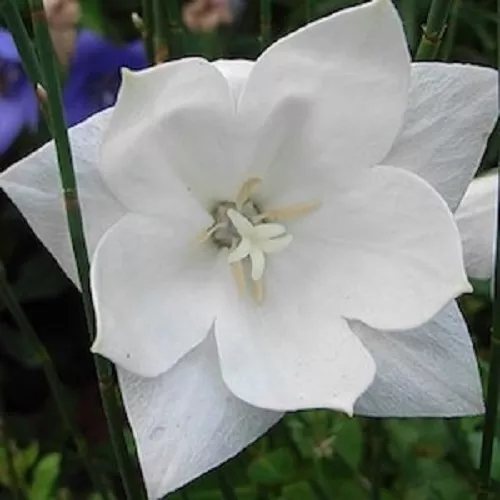 40 + Blanco Platycodon Doble Globo Semillas de Flor/Flores Perennes