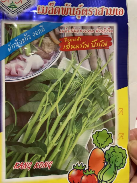 Red Kang Kong Water Spinach Seeds (ผักบุ้งแก้ว) 150 Seeds,10g