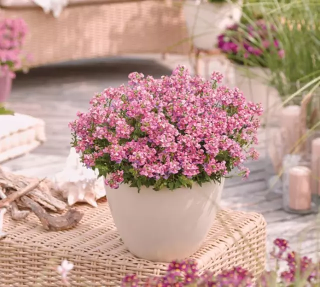 Nemesia ‘Lady Rose’ Summer Garden / Basket Plug Plants Pack x6