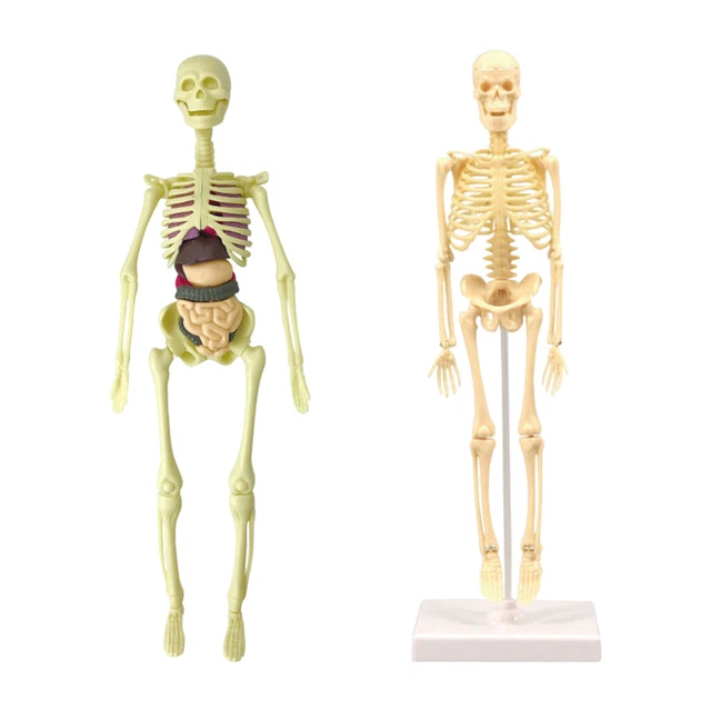 MODEL SKELETON ANATOMICAL Human Anatomy for Teaching Tool Education