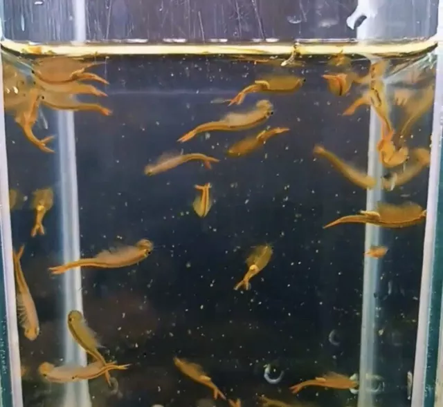 30,000 Thai Fairy Shrimp Eggs with Food + Tool kit Set Triops Fish Tank
