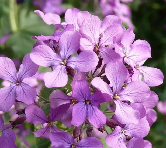 50 + Lavendel Abend oder Nacht Parfümiert Bestand Blumensamen/Annual/Levkoje