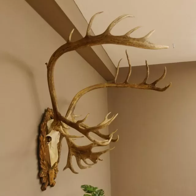 Rentiergeweih Karibu Caribou Ren Rentier Geweih Schädeltrophäe Trophäenschild