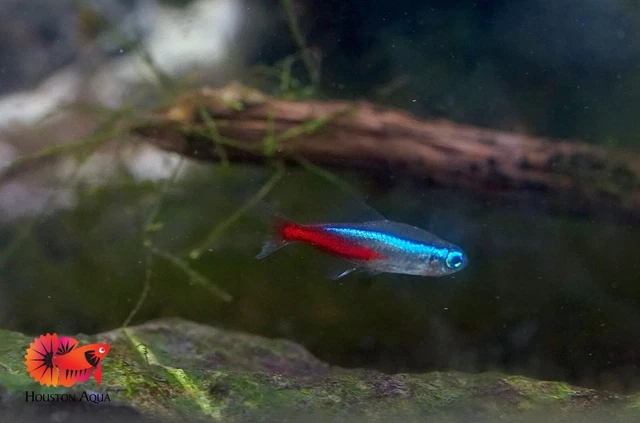 Pack of 5+1 Neon Tetra Aquatic Fish - Live Aquarium Fish High Quality Grade A+