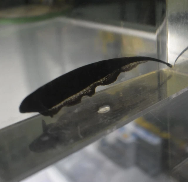 Live Black Ghost Knife Fish (3" Freshwater Aquarium Fish) *PLS READ DESCR*