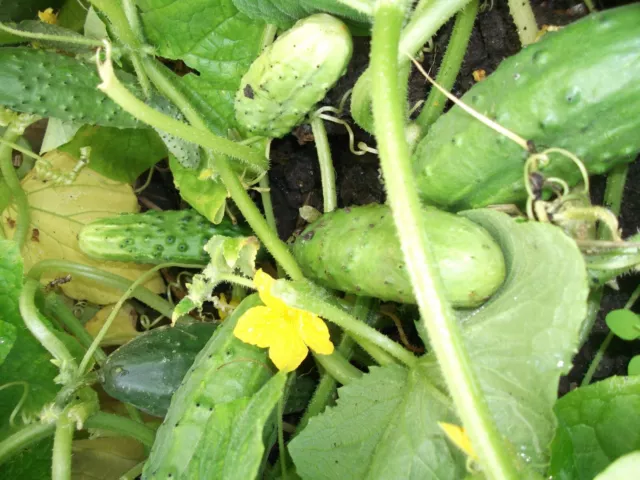 Heritage Cucumber  Boston Pickling - 25 Seeds - Organically Grown 3