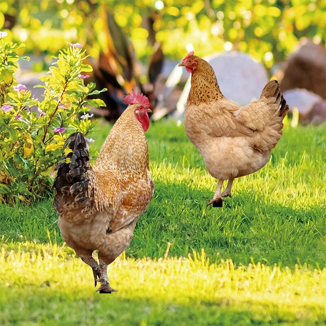 Garden Ornaments Sculptures Chicken Rooster Decorations Statues Yard Art Decor