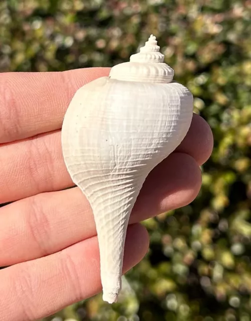 Florida Fossil Gastropod Pyruella eismonti Pliocene Age Whelk Shell