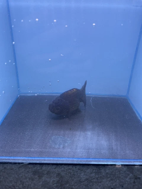 Ranchu Goldfish Black READ ￼DESCRIPTION