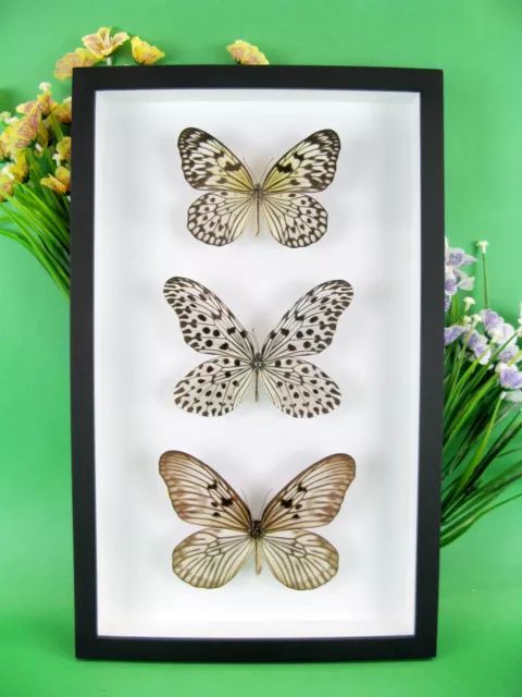 3 real beautiful and huge butterflies in the XXl showcase - single piece - 07