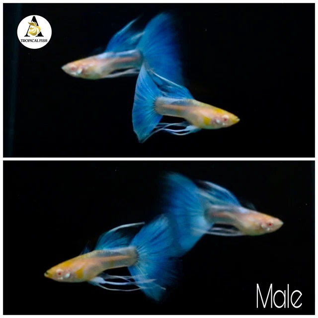 2X Male ☆ [Albino Sky Blue Topaz Ribbon] Live Aquarium Guppy Fish High Quality