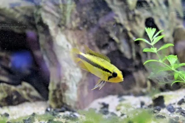 (WYSIWYG) Female Apistogramma Agassizii Double Red Cichlid Live Freshwater Fish