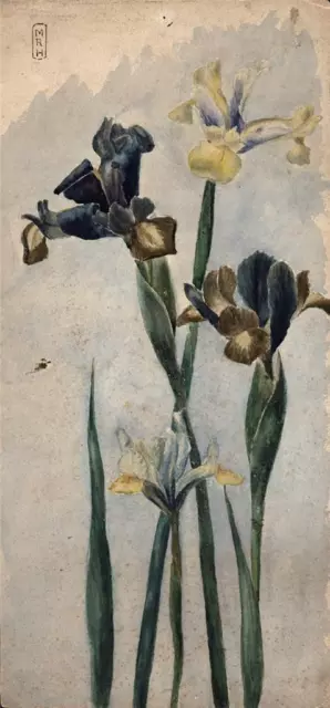 Still Life Flowers Study - Watercolour Painting - Signed MRH - 1892 19th Century