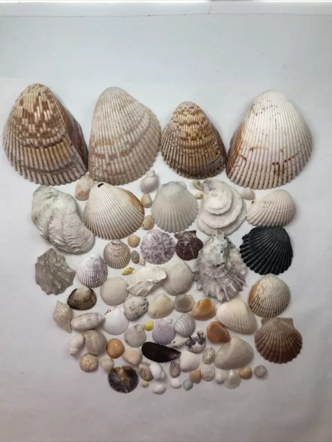 Lot of Seashells (40+) Mixed Type, Large, Medium & Small Size