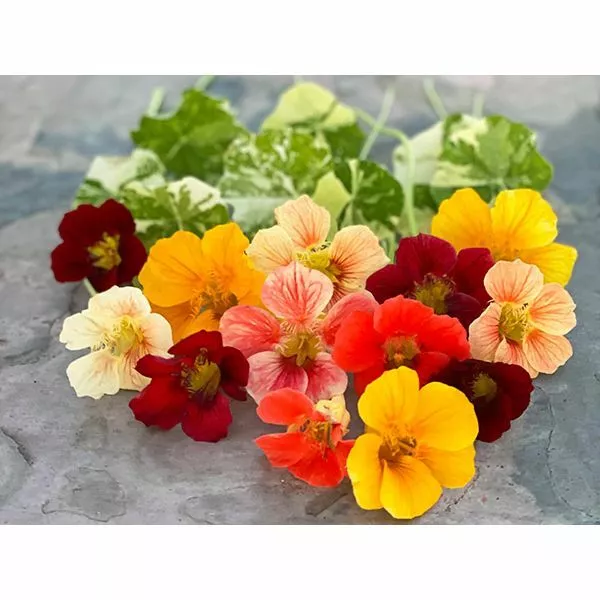 15 Alaska Mix Nasturtium Seeds - Edible, Dwarf Bushy