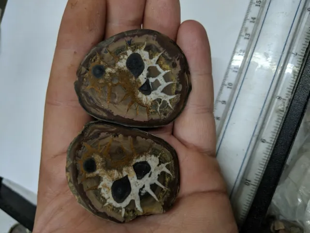 Septarian Nodule Polished Geode Fossil Pair Morocco