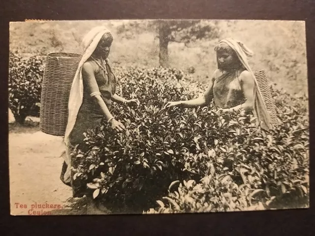 Ceylon (Sri Lanka). Tea pluckers - Ragazze raccolgono le foglie del te.