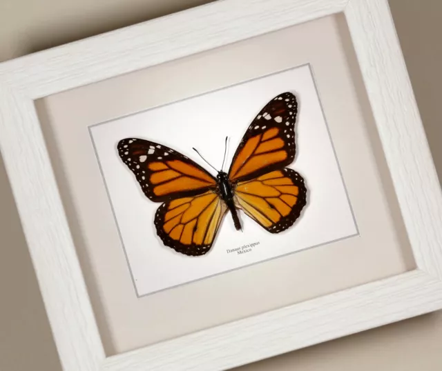 Monarch Butterfly ( Danaus plexippus ) real framed butterfly