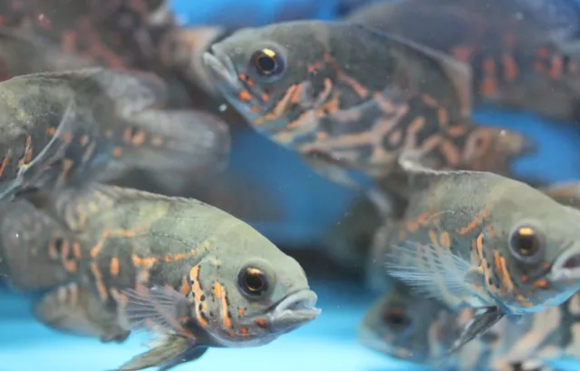 Live Tiger Oscar Cichlid for fish tank aquarium 2
