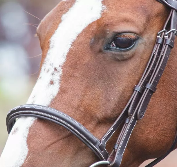 Shires Avignon Padded Raised Cavesson Leather Noseband | 3 Colours