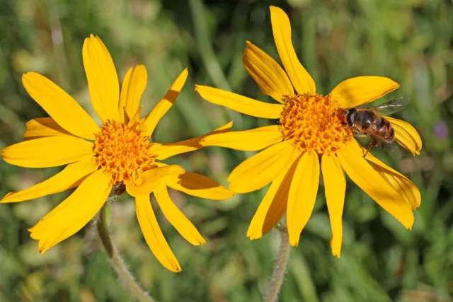 SAMEN für den Garten die wunderschöne Arnika verzaubert mit ihren tollen Blüten