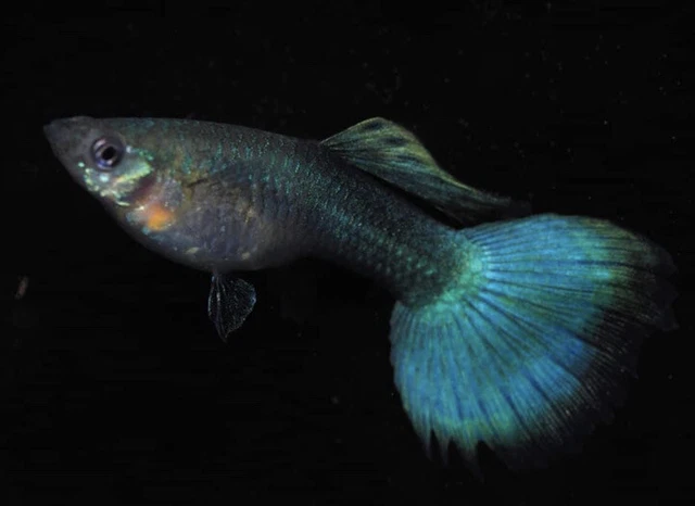 2 Female - GREEN MOSCOW - High Quality - Live Guppy Fish Grade A+++