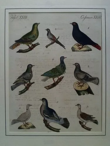 Bertuch, Friedrich Justin (1747-1822): Vögel - Altkolorierter Kupferstich